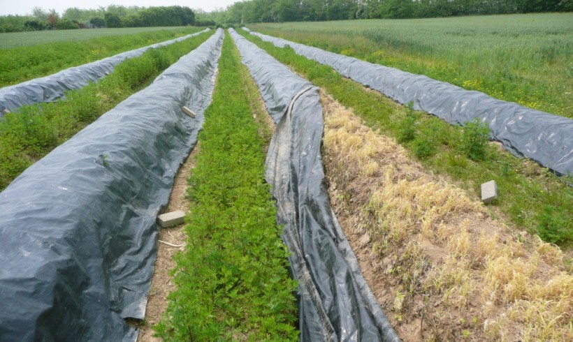Azienda Agricola Cattaneo