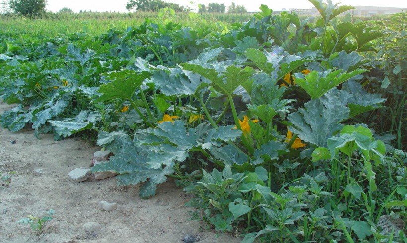 Azienda Agricola Cascina Gallina