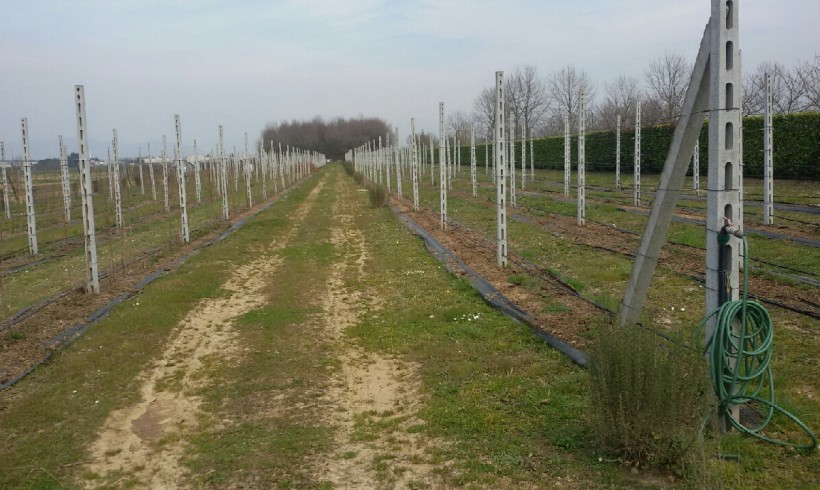 Azienda Agricola Fante dei Fiori