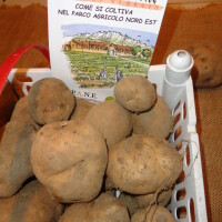 La Patata Biancona di Oreno è  in vendita!
